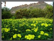  Huerta del Valle de Ricote